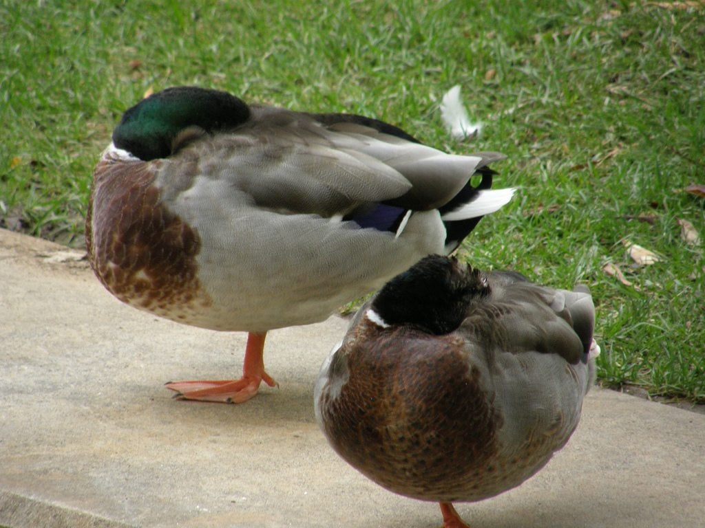  Mallard Ducks Standing on One Leg, With Tucked Heads While Sleeping