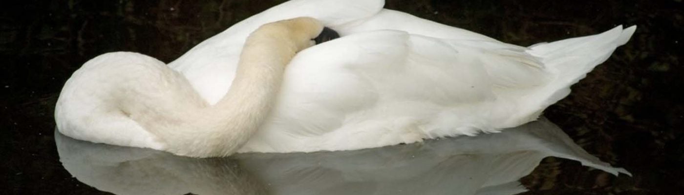 Swan Sleeping While Floating in a Pond