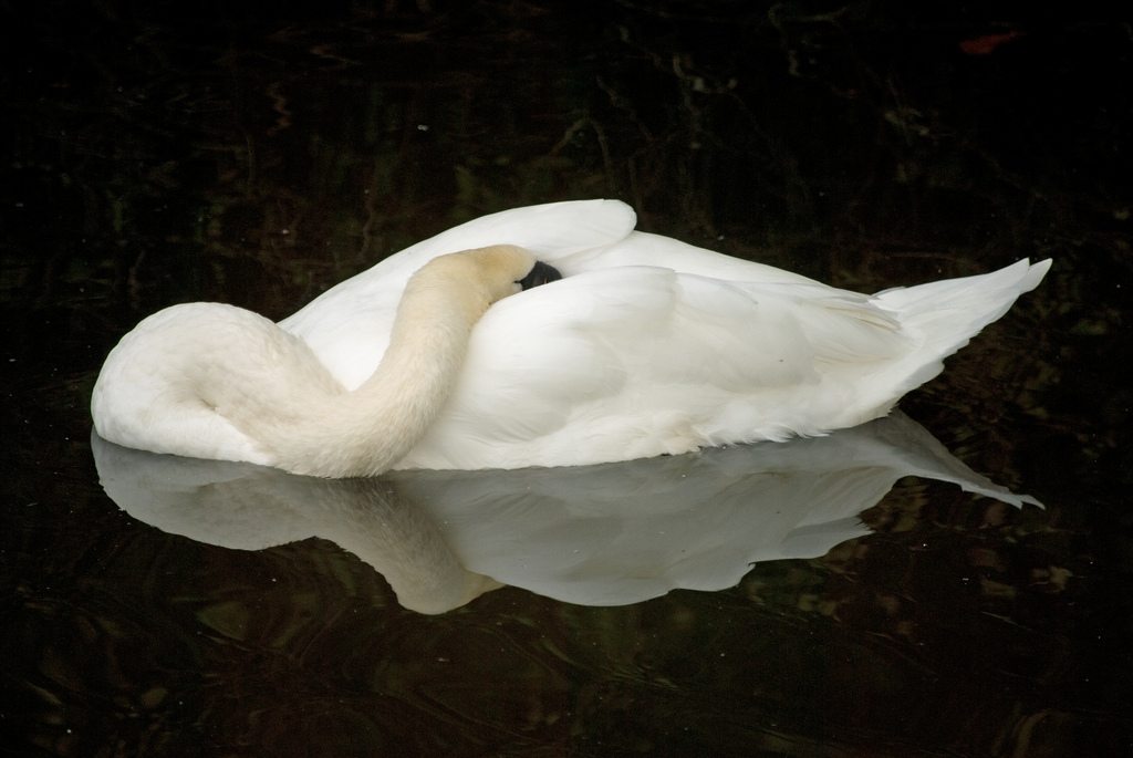 Stephengg Sleep Swan 