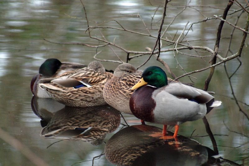 Two Drakes, and Two Female Mallard Ducks Sleeping In a Row.