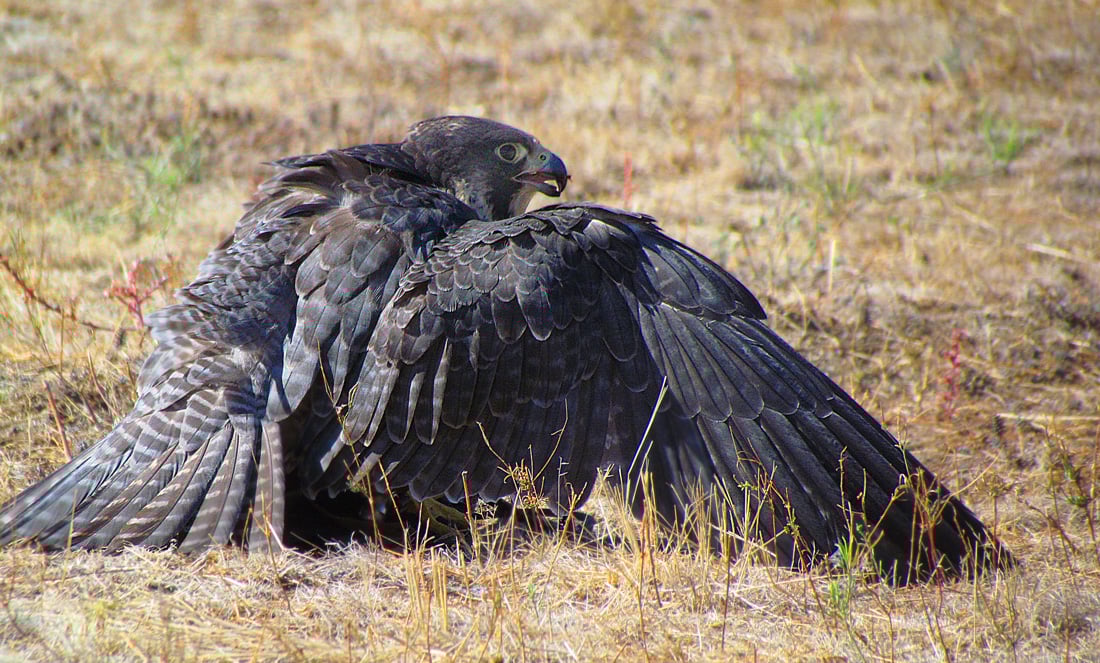 Peregrine with wings outstretched around kill to hide it from other predators. 