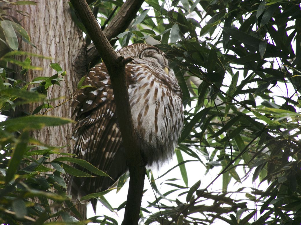 Barred Owl Sleeping In a Tree