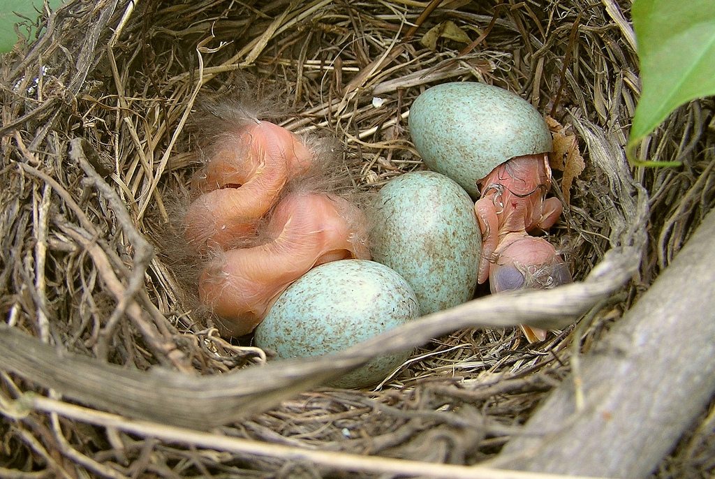 Three hatchlings, one not completely out of the egg, and two unhatched eggs.