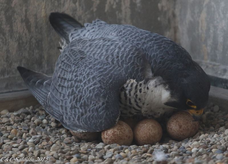 A Peregrine Falcon Incubating Eggs in a Nest Box.