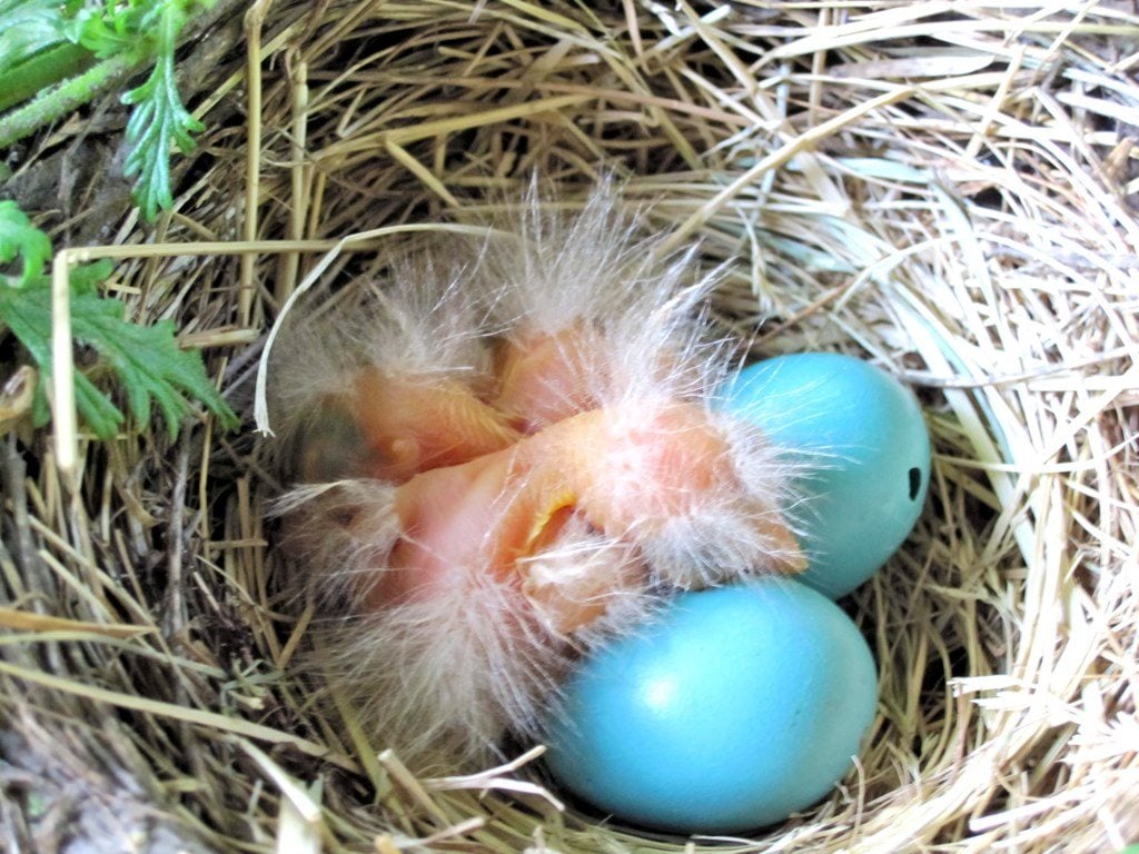 Three hatchlings and two blue eggs, one with a pip in it.