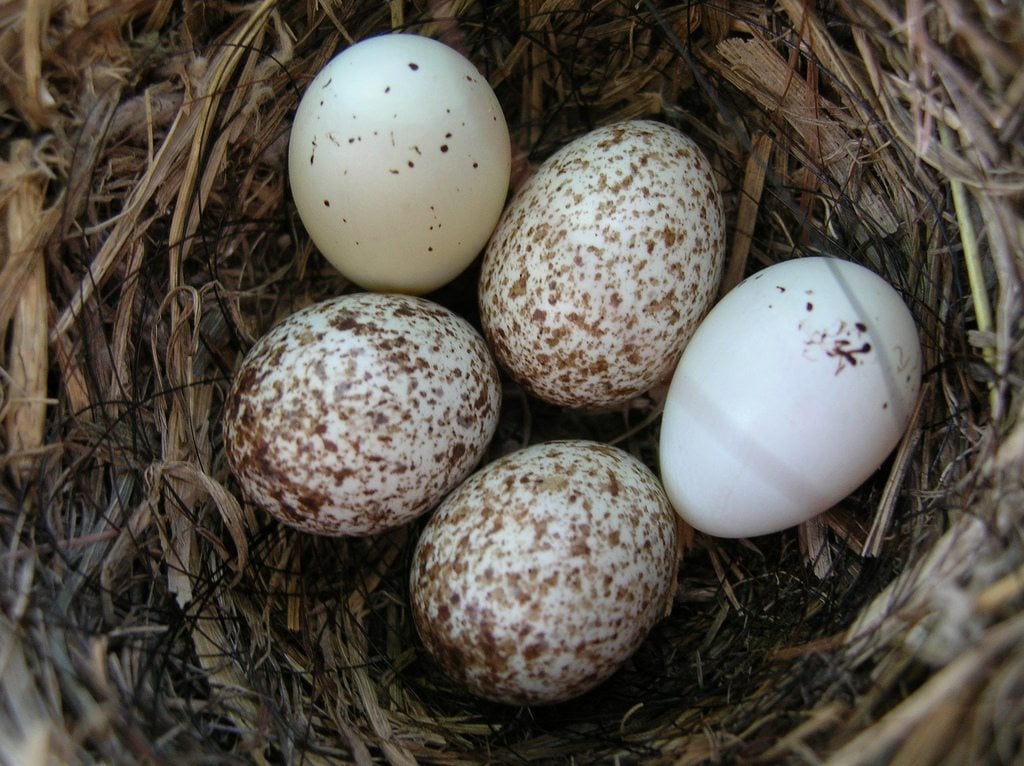 House Finch Eggs by Rich Mooney