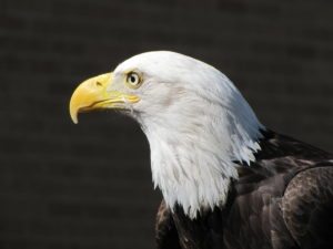 Adult Bald Eagle