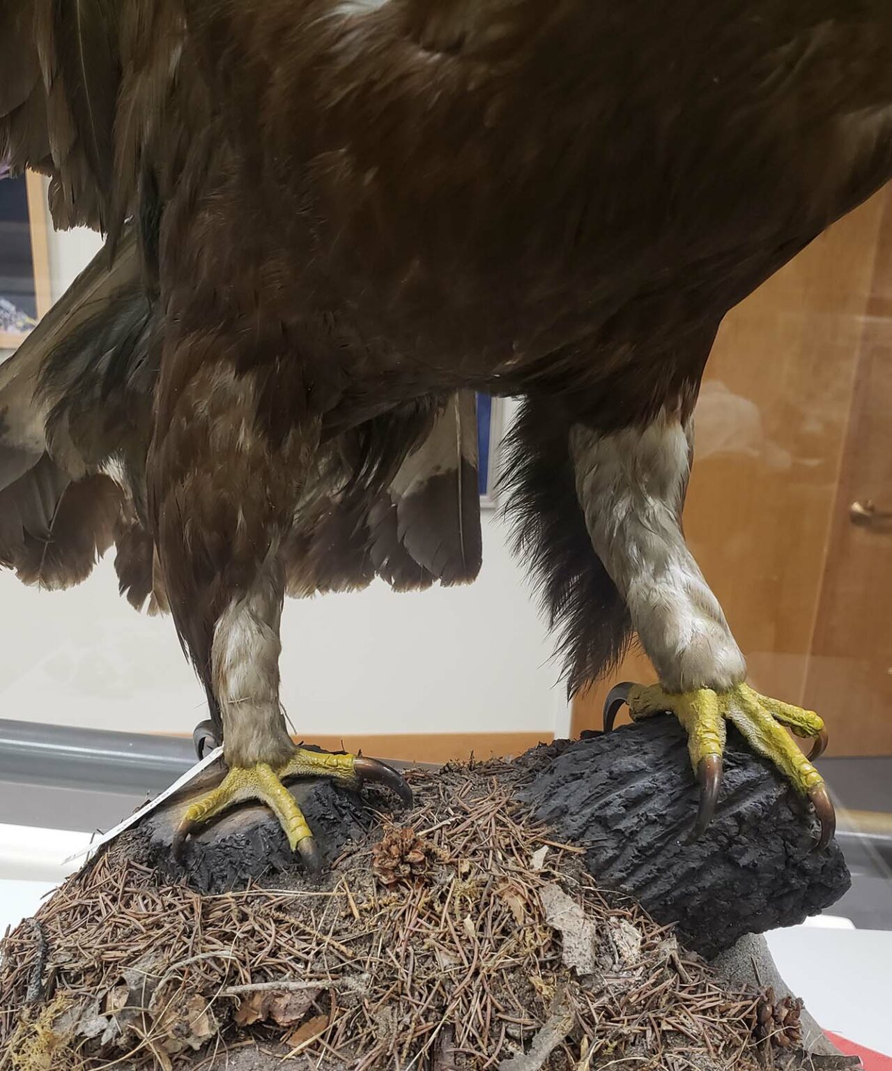 Golden Eagle vs Bald Eagle: Learn the Differences Here