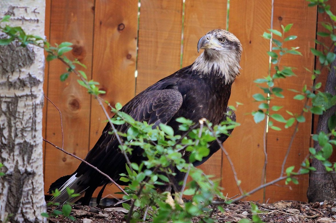 How Golden And Bald Eagles Are Different Buffalo Bill Center Of