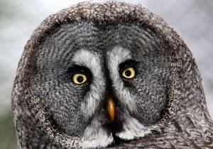 great gray flat face