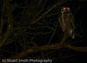 owl eye reflection