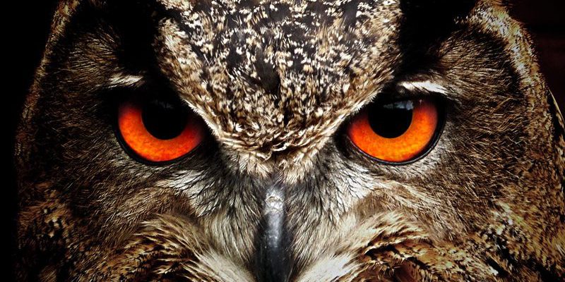 Close up of the eyes of a Eurasian Eagle Owl