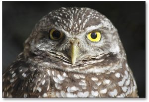 owl pupil dilation