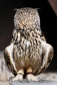 Eurasian Eagle Owl with head turned backward