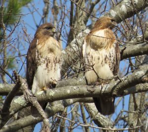 Red-Tailed Hawk pair with slight size difference.