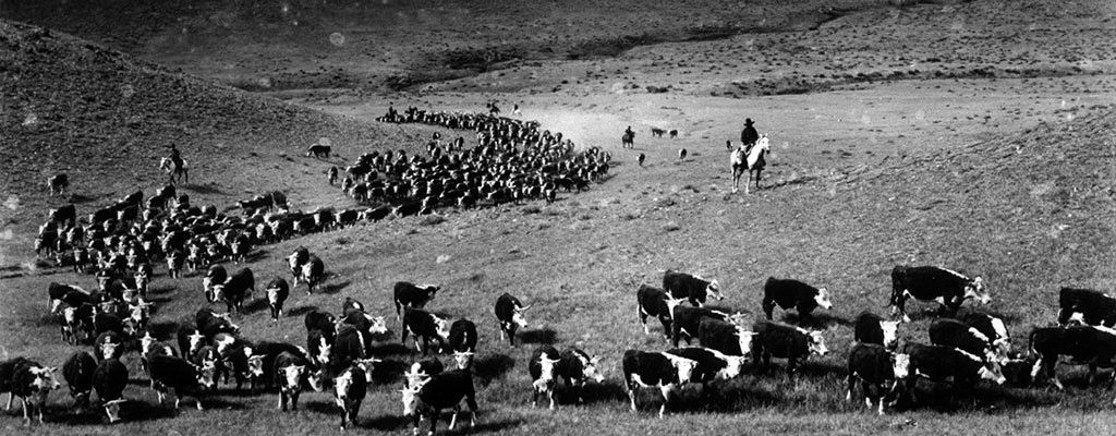 Charles J. Belden (1887 – 1966). Chuck Curtis and others trailing a herd of cattle on the Plains. MS 3 Charles Belden Collection. P.67.266
