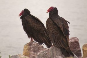 Turkey Vulture pair