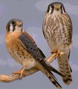Male and female American Kestrels