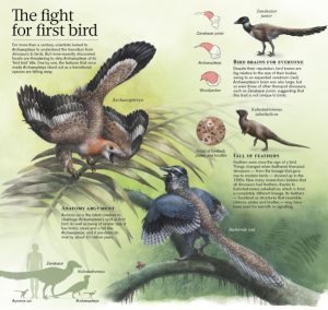 Aurornis and Archaeopteryx