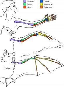 Bat vs human vs bird arm bones