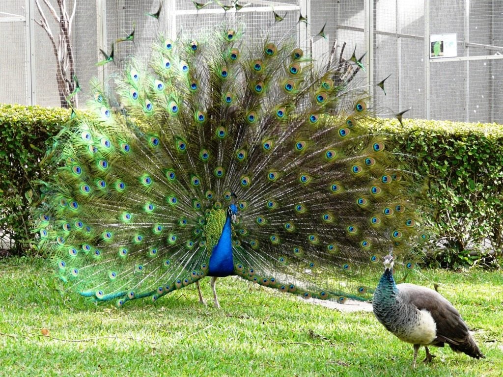 Male peacocks have very bright and elaborate feathers compared to the females.