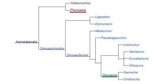 Dinosaur and pterosaur phylogenetic tree