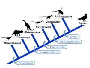 Dinosaur Cladogram