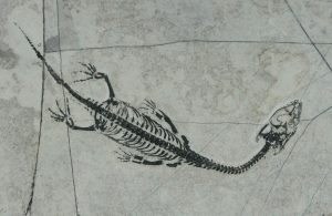 Keichousaurus