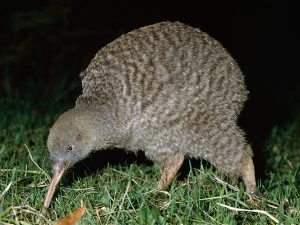 A Kiwi has such small wings they are rarely noticeable.
