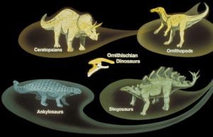 Ornithschian dinosaurs