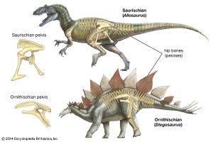 Ornithischia vs Saurischia pelvis structure