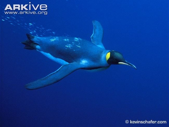 King Penguin swimming