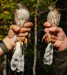 Female and Male Sharp-Shinned hawks