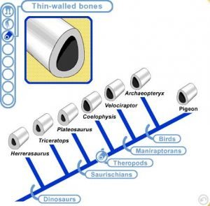 Cladogram of thin-walled bones