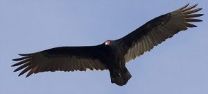 Turkey Vulture in flight