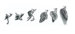 Arms to wings in dinosaurs