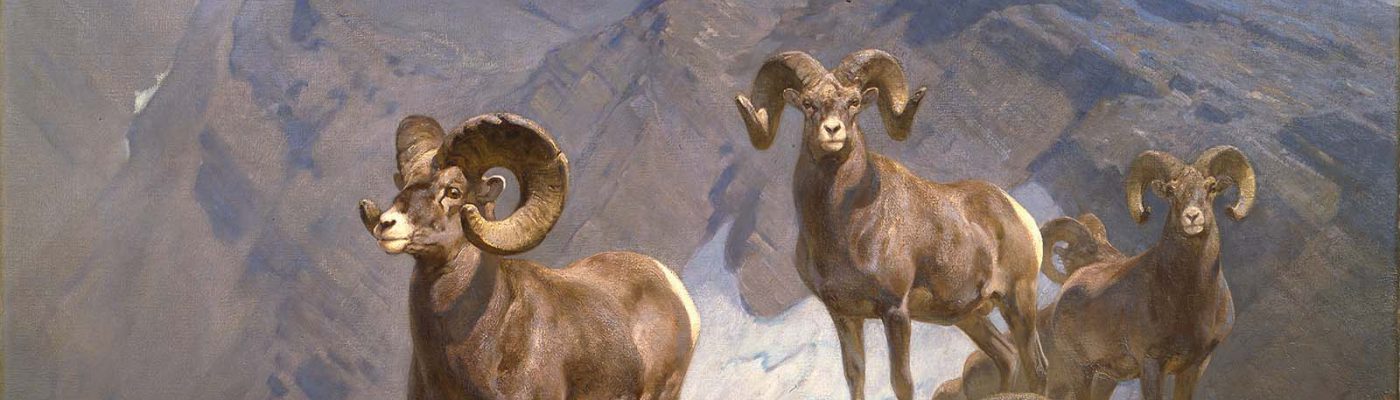 Carl Rungius (1869 – 1959). "The Mountaineers—Big Horn Sheep on Wilcox Pass," 1912. Oil on canvas, 60 x 75 in. Gift of Jackson Hole Preserve, Inc. 16.93.1