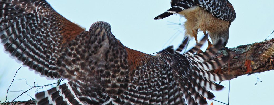 Two Red-shoulder Hawks. One perched on a tree branch and the other about to land nearby.