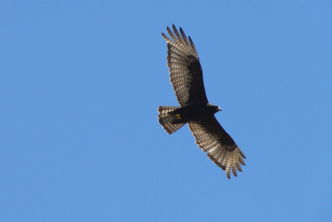 Seen high in the air, the zone-tailed hawk will sometimes be miss-identified as a turkey vulture.