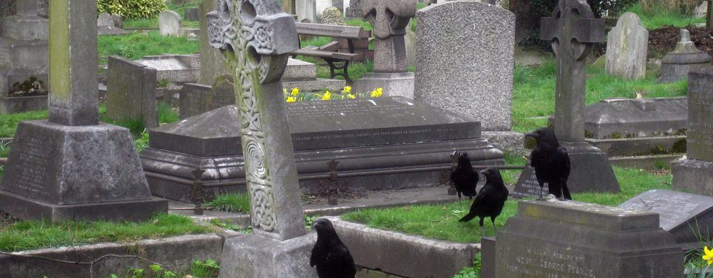 Aa group of crows in a cmetery.
