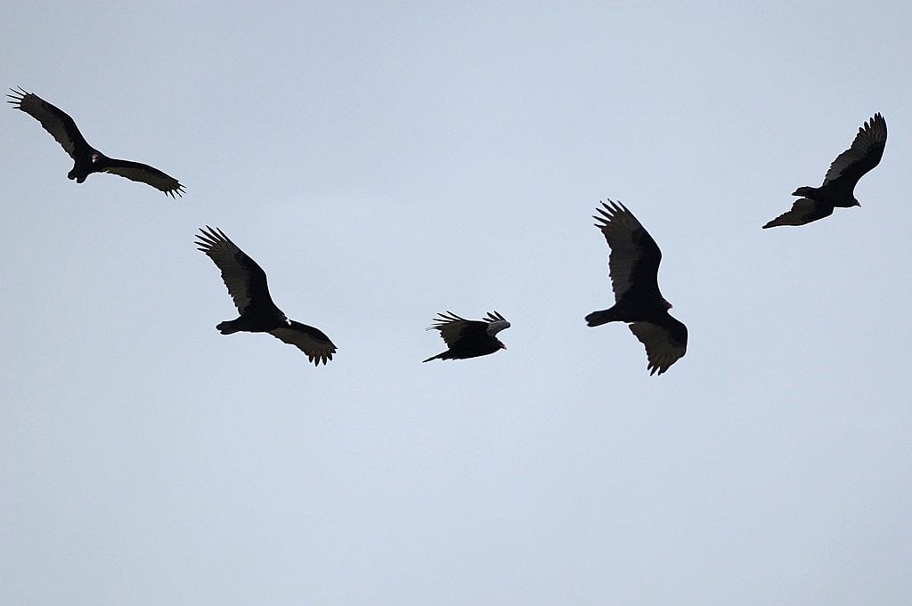 A Group Of Vultures 80