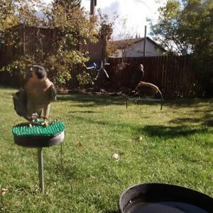 Hayabusa & Isham enjoy the sunshine in Laramie.
