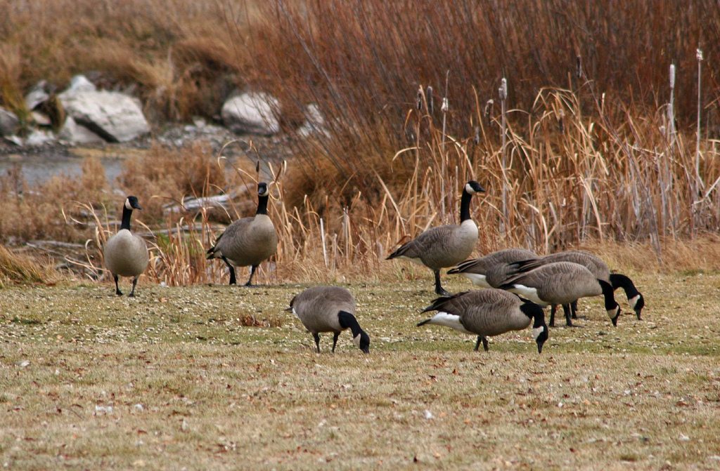 flocks of geese are called