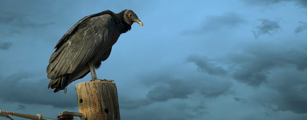 A Perched Black Vulture