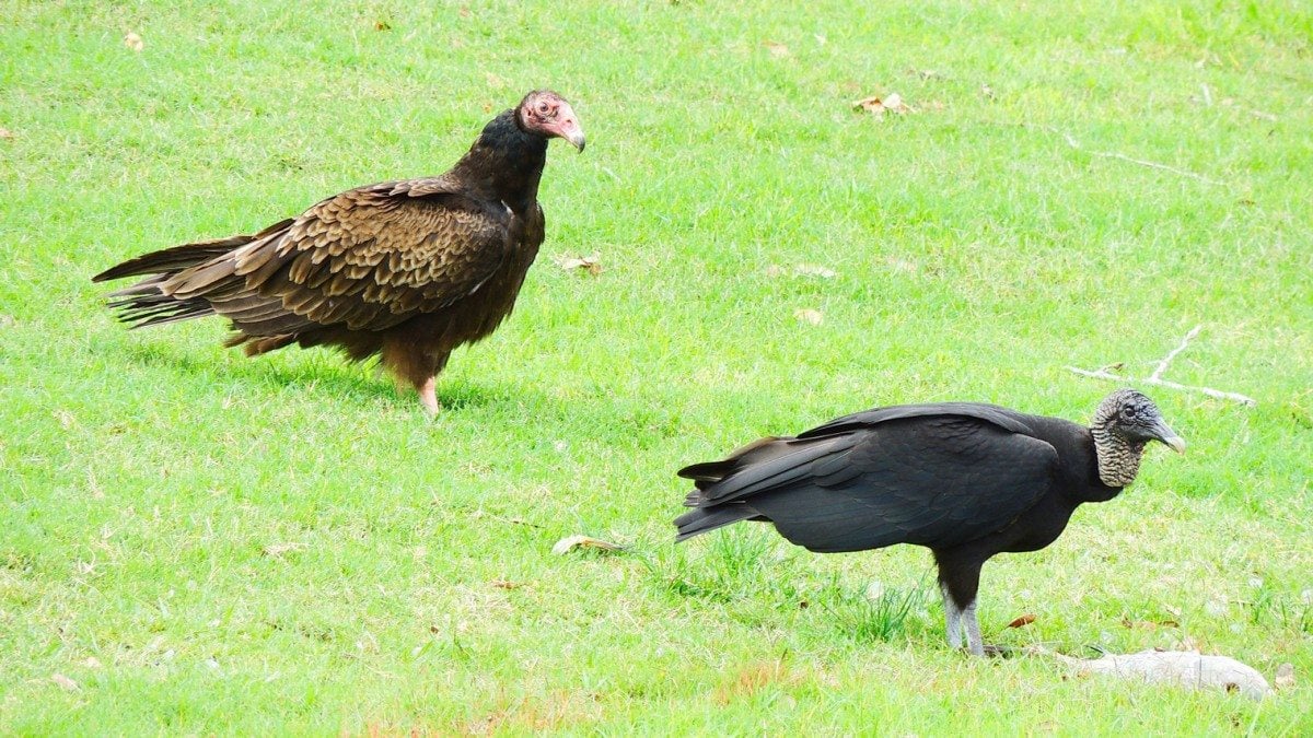 Turkey and Black Vulture standing near each other.