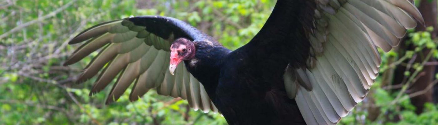 The silvery color on the underside of a Turkey Vulture’s wings creates a broad, trailing light colored edge to the wings.