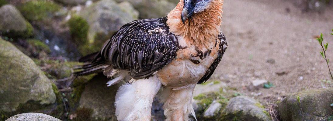 An Old World Bearded Vulture with its feathered head and neck.