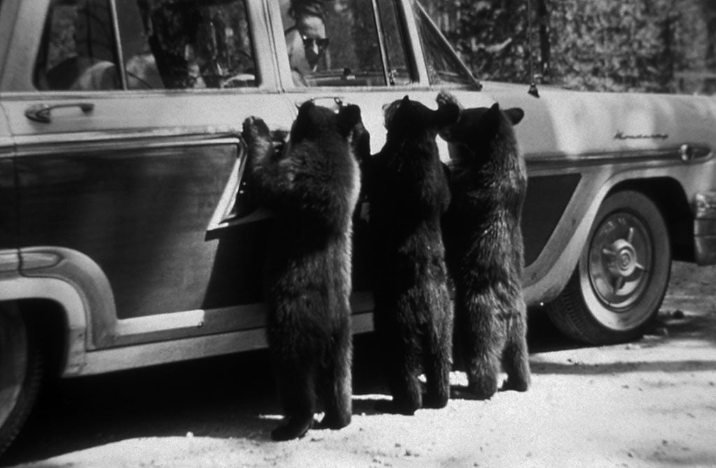 Three black bear cubs get a smile from this car's occupant in Yellowstone. NPS photo by R. Robinson, no date.