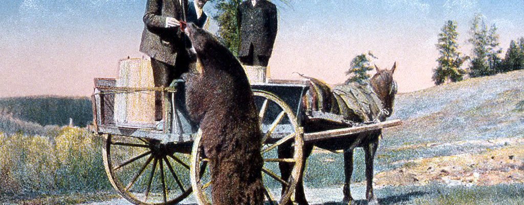 In this undated F.J. Haynes postcard, a Yellowstone bear gets a handout from visitors. NPS photo.
