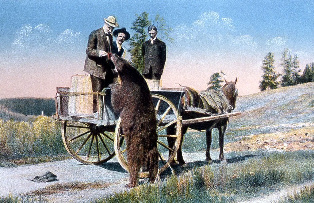 In this undated F.J. Haynes postcard, a Yellowstone bear gets a handout from visitors. NPS photo.